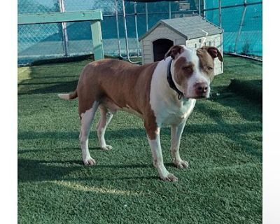 Bruno - American Bulldog Male Dog for Adoption