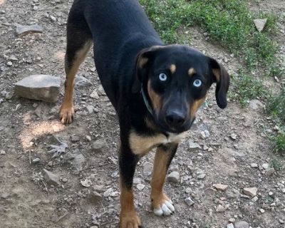 Oden - Australian Kelpie & Husky Mix Male Dog for Adoption