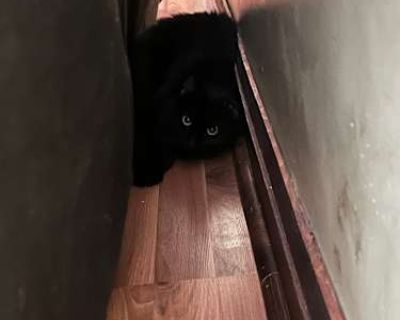 Dahlia - Bombay Female Cat for Adoption