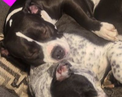 2 Beautiful Female Pocket Pitbull/Valley Bulldog Pups