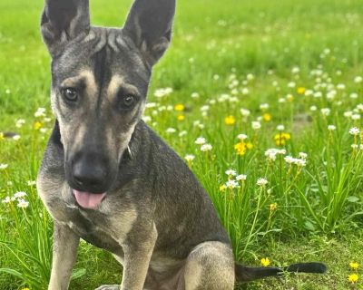 JACK GS - German Shepherd Dog Male Dog for Adoption