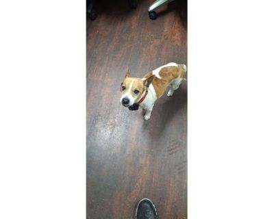 Gim - Jack Russell Terrier/Mixed Breed (Medium) Mix Male Dog for Adoption