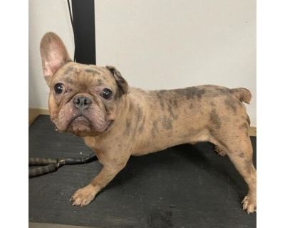 Sgt. Pepper - French Bulldog Male Dog for Adoption