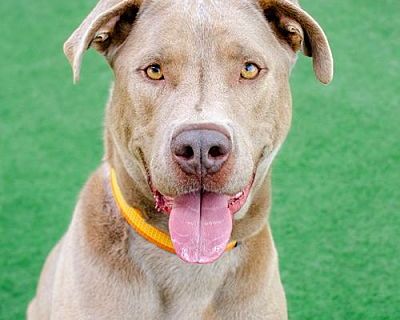 Oliver - Pit Bull Terrier/Labrador Retriever Mix Male Dog for Adoption