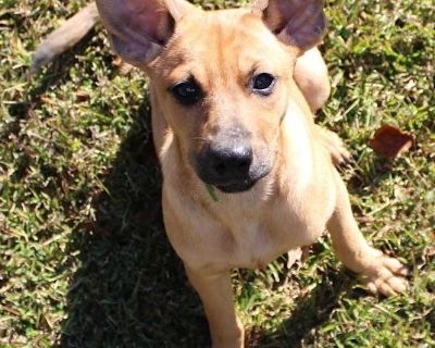 Meet Big Bird! This 13-week-old Doberman/Shepherd mix is cute enough to stop you in your tracks. With his big, soulful eyes, soft tan coat, and those perfectly oversized puppy ears that stick out just right, Big Bird has the kind of sweet face you can t help but fall for. He looks up at you with such gentle curiosity that you instantly want to scoop him up. Big Bird is a total lovebug affection...