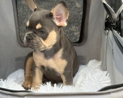Cody - Male Brown and Cream French Bulldog Puppy for Sale