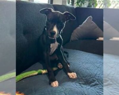 Young * Location OKLAHOMA CITY, OK, 73132 USA USA *. Dog Breed: Labrador Retriever / Pit Bull Terrier / Mixed. Manchee is the most adorable boy who was rescued after being found wandering in an abandoned property with his brother. He has been in foster care for over a year and in that time has gone from emaciated street puppy to spoiled house puppy and doesn t seem to mind one bit! He loves the...