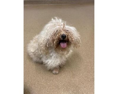 LOUISE - Maltese Female Dog for Adoption