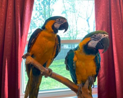 Super tame Blue and gold macaw