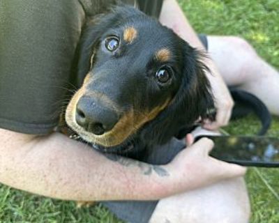 Piper - Dachshund Female Puppy for Adoption