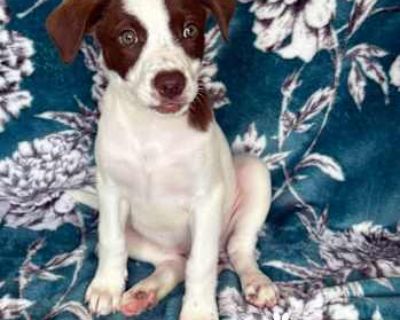 Luna - Labrador Retriever Female Puppy for Adoption