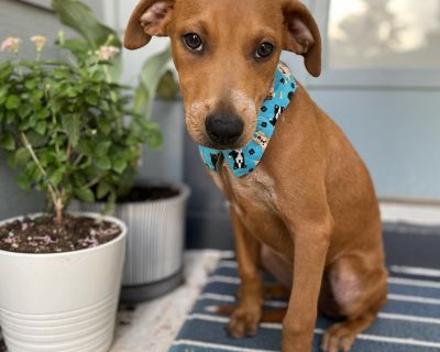 Usher Raymond - Boxer & Shepherd Mix Male Puppy for Adoption