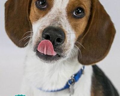 Beagle - Beagle Male Dog for Adoption