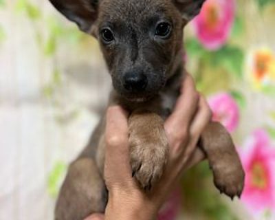 PAC - Border Collie Male Puppy for Adoption