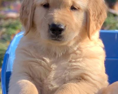 My Golden Retriever Puppies of Ohio