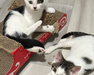 Gondola is a part of our transportation litter, they were found along the river in Boyd park. They came inside at 7 weeks old and were friendly and playful from the first day Gondola most of all. This litter would bring joy and happiness to any household. They are incredibly brave and playful, absurdly friendly, and would be great with children and other cats. Gondola is neutered, up to date on...