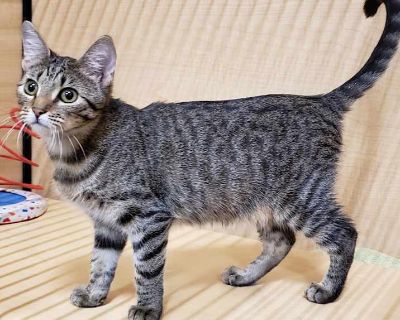 Hope 4 - Domestic Shorthair Female Cat for Adoption