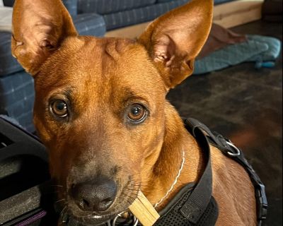 Rocky - Mixed Breed Male Dog for Adoption