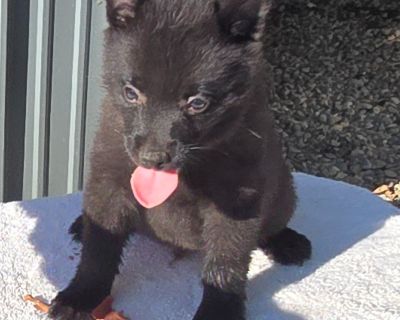 4 Male Schipperke Puppies for Sale