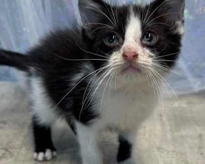 Halo - Domestic Shorthair Male Cat for Adoption