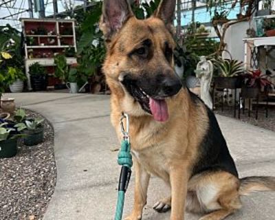 Ares - German Shepherd Dog Male Dog for Adoption