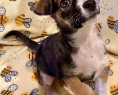 Annalise - Australian Shepherd/Border Collie Mix Female Puppy for Adoption