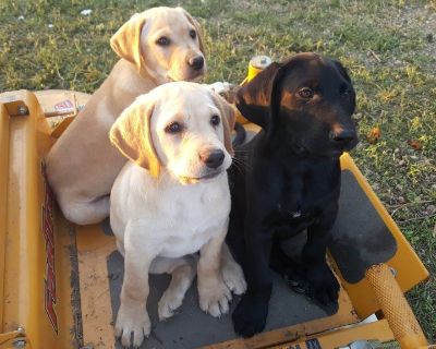 Labrador Hynrid Retriever Puppies & Started Shortador Dogs