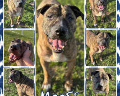 Moose - American Pit Bull Terrier Male Dog for Adoption