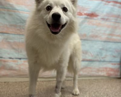 Meet Nanook! A Resilient, Loving Boy Ready for a Fresh Start! Nanook has come a long way on his journey to a better life. Rescued from a hoarding situation, he didn't always get the care or structure he deserved, so he behaves a little differently from other dogs. But beneath his rough past is a truly sweet, affectionate, and cuddly pup who is eager to bond with a family of his own. Nanook is a...