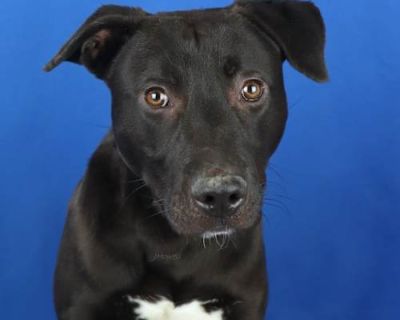 Chestnut - 121204S - American Pit Bull Terrier/Mixed Breed (Medium) Mix Male Dog for Adoption