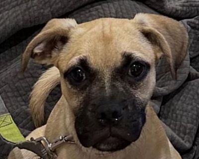 Goonie - Boxer/Pug Mix Male Puppy for Adoption