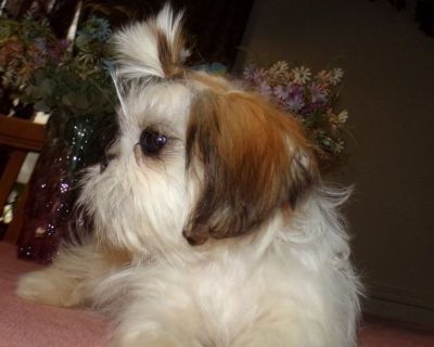 Imperial Full AKC Female Shih Tzu