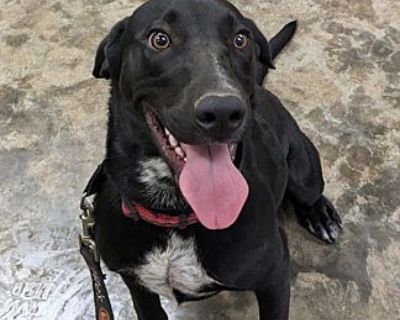 Bentley - Labrador Retriever/Beagle Mix Male Dog for Adoption