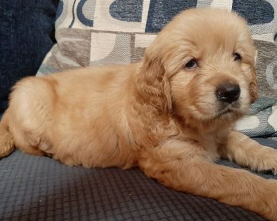 AKC Golden Retriever Puppies
