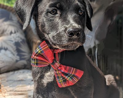 Crepe - Labrador Retriever Mix Male Puppy for Adoption