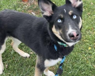 Meet Quinn! Quinn is a 6-month-old bundle of energy with the best of both worlds - part German Shepherd, part Husky. True to her breeds, she s active, playful, and incredibly smart. Quinn adores people and loves being part of the action, always ready for games, walks, or learning new tricks. She s friendly and social, and open to living with kids, other dogs, and even cats. If you're interested...