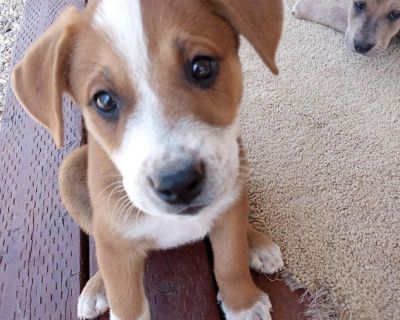 Linus - Pit Bull Terrier & Australian Cattle Dog / Blue Heeler Mix Male Puppy for Adoption