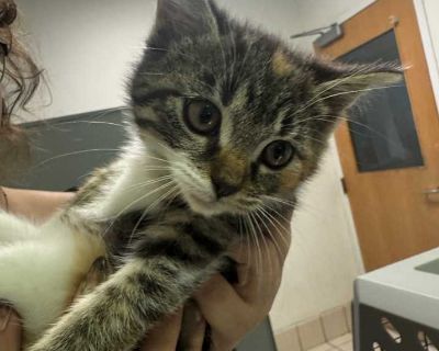 Child. Cream or ivory. Adoption process We believe in counseling over all else! We want to help you find the pet of your dreams - then set you up for success to ensure you have a wonderful companion! Shelter location Phone Number: 304-342-1576 Address: 1248 Greenbrier St., Charleston, WV 25311 Sunday - Noon to 5:00 pm Monday - Closed Tuesday - Noon to 6:00 pm Wednesday - Noon to 6:00 pm Thursda...