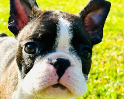 1 Female Boston Terrier Puppy for Sale