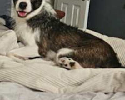 Thomas - Jack Russell Terrier/Fox Terrier (Wirehaired) Mix Male Dog for Adoption