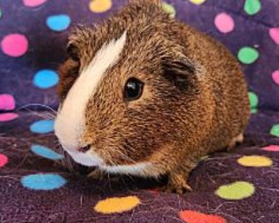 Blaze & Baby! - Guinea Pig Male for Adoption