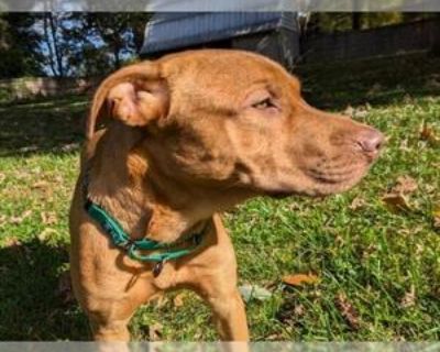 *ARNOLD - Black Mouth Cur-Chinese Shar-Pei Mix Male Adult Dog