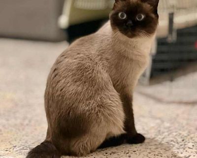 May Kuwait (bonded To June Kuwait) - Siamese Female Cat for Adoption