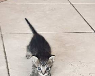 Newborn kittens with umbilical cords still attached found in my backyard. Two under a bush soaking wet, another in a shallow puddle, another in a garden well, and a fifth one in mud. No mom it sight. Saddest day. I cried when I heard them meowing, they wanted to be found and fighting to live. Worked so hard to revive them, now hoping to find them great homes, they truly deserve it. If you space...