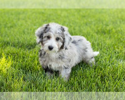 Hazel - Miniature Bernedoodle-Poodle (Miniature) Mix Female Puppy for Sale