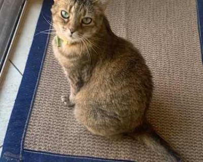 Kiki was my sister in laws, who passed away 2 months ago, Tabby cat.. She's a very sweet, inside-outside cat. Loves being near you and attention. Not being a cat lover and our freedom, we'd like to find the perfect home for her. A one on one or two situation would be ideal.. Good with kids Not good with dogs Not good with cats Spayed / Neutered Housetrained. Breed Tabby Color Tan or Fawn (Mostl...