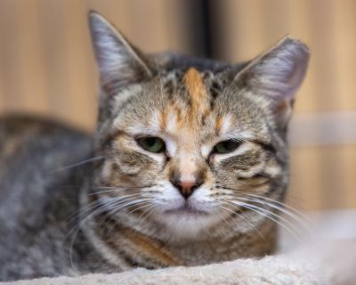 Missy - Torbie Female Cat for Adoption