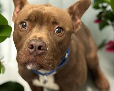 Honey almond - Bulldog Mix Male Dog for Adoption