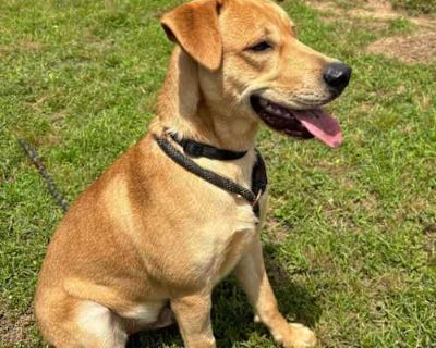 Samson III - Black Mouth Cur/Labrador Retriever Mix Male Dog for Adoption