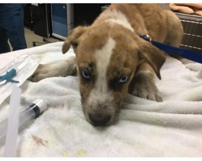 Dog - Australian Cattle Dog Male Puppy for Adoption